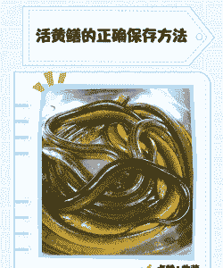 七八月份黄鳝怎么养殖