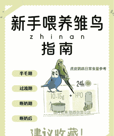 养殖场怎么喂雏鸟幼鸟