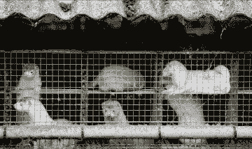 希腊水貂养殖前景怎么样