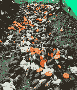 云南养殖蜗牛前景怎么样