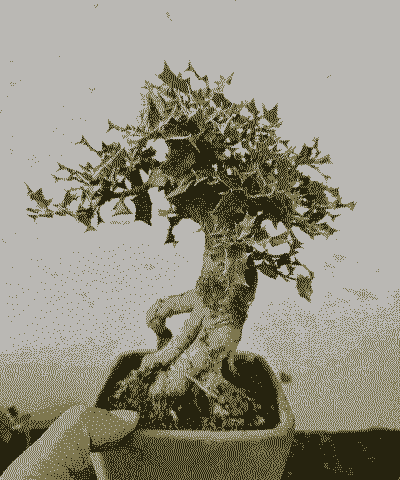 小叶枸骨盆景怎么养殖好