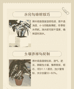 黑叶观音莲怎么养殖方法