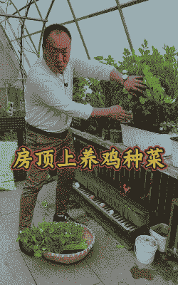 楼顶养殖鸡怎么做好吃