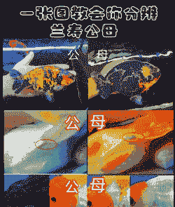 人工养殖鱼怎么鉴定公母