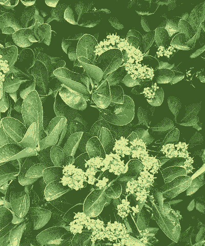 冬青卫予怎么养殖开花不