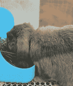 垂耳兔学生党怎么养殖