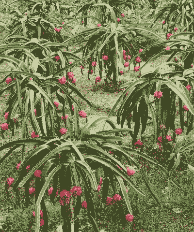 大棚火龙果夏天怎么养殖