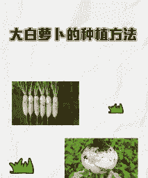 多肉大白萝卜怎么养殖