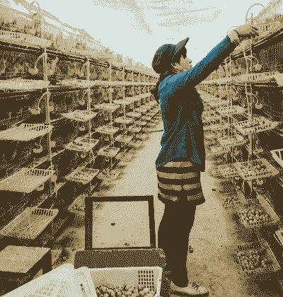 养殖场的鹌鹑怎么处理