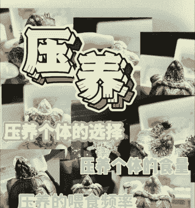 鳄鱼龟怎么养殖长的快