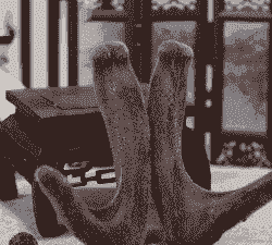 吉林干鹿茸养殖怎么样