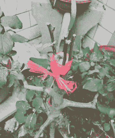 海棠嫁接苹果树怎么养殖