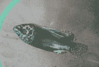 怀旧服蓝龙鱼怎么养殖