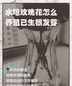 换盆后的玫瑰怎么养殖