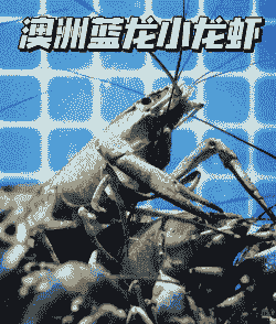 荷兰龙虾养殖怎么样养