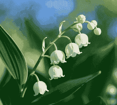 铃兰花广东怎么样养殖