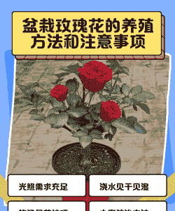 重庆盆栽玫瑰花怎么养殖
