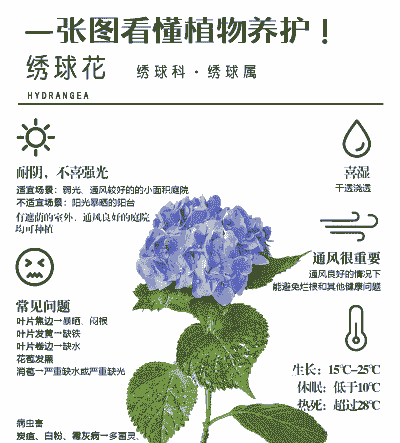 绣球花怎么养殖喜欢什么