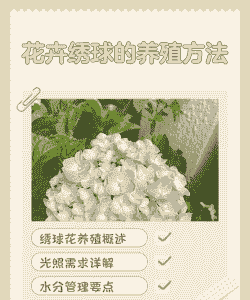 绣球花室内怎么养殖呢