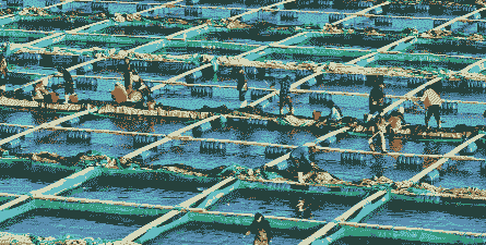 山东威海养殖情况怎么样