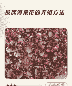 春天玻璃海棠花怎么养殖