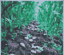 玉米土豆养殖利润怎么样