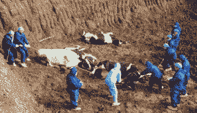 疫情期间养殖行情怎么样