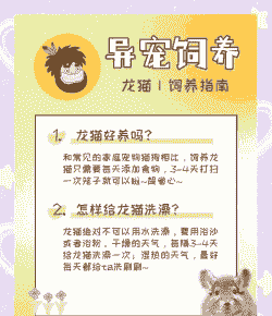 浙江夏天龙猫怎么养殖