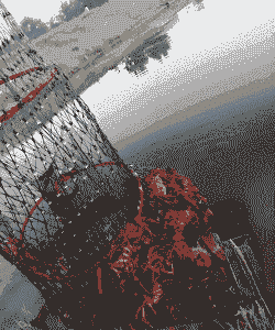 小龙虾水塘怎么养殖的