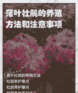 杜鹃花落叶该怎么养殖