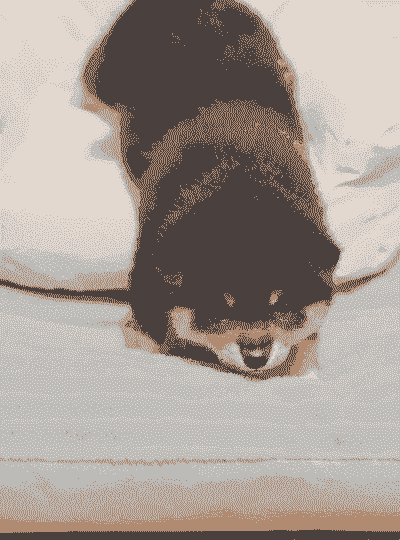 30天的柴犬怎么养殖