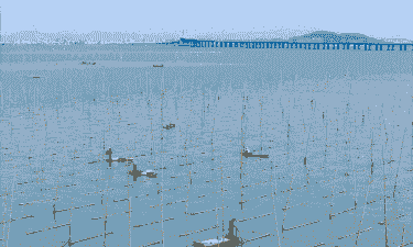 赣榆紫菜养殖怎么样今年