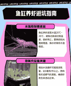 鱼缸养殖虾明虾怎么去养