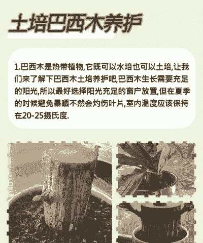 网上卖的幸运木怎么养殖