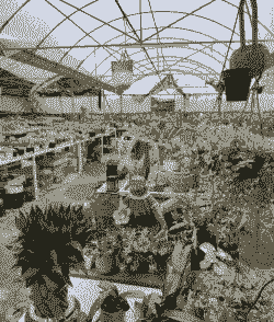 大棚植物养殖怎么赚钱快