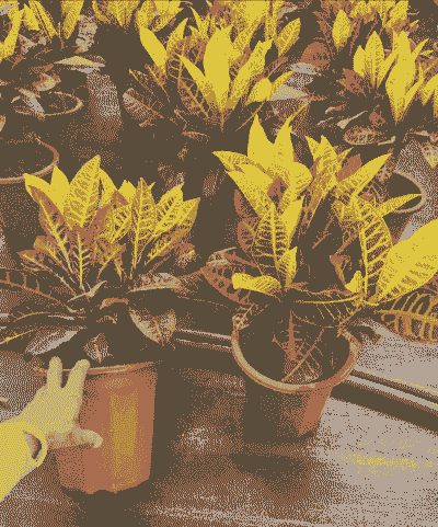 菜场卖的火凤凰怎么养殖