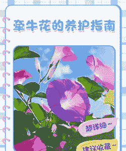 大网红牵牛花怎么养殖