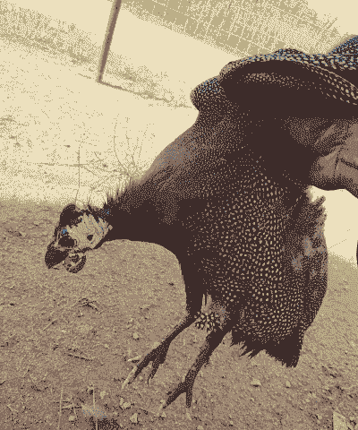 珍珠鸡养殖前景怎么样