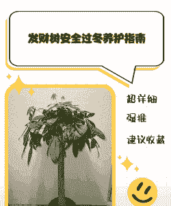 小型发财树冬天怎么养殖