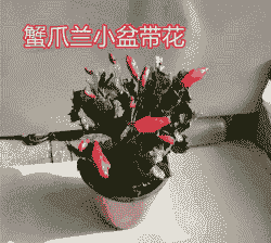 吊兰和蟹爪兰怎么养殖