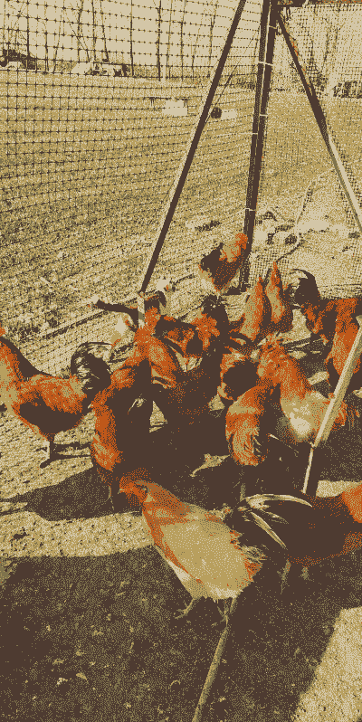 今年养殖的草鸡怎么样