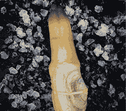 酒店怎么养殖象拔蚌的