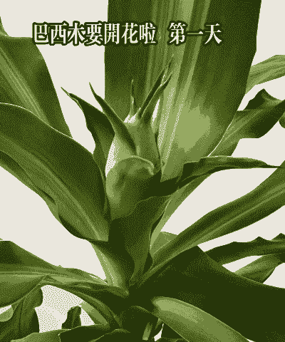 巴西铁木开花后怎么养殖