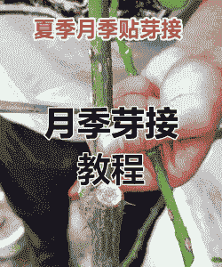 刚嫁接完的月季怎么养殖