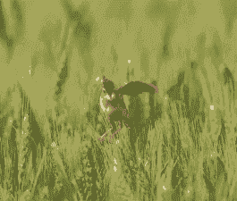 小麦地里的小鸟怎么养殖