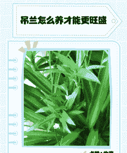 请问脑梗吊兰要怎么养殖