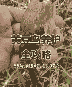 新抓的黄豆鸟怎么养殖