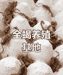 蝎子蝎子养殖利润怎么样