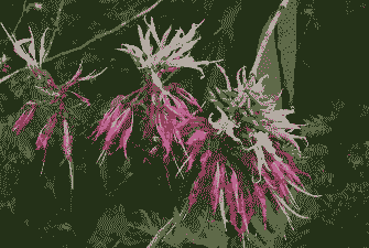 羊蹄甲下山桩怎么养殖