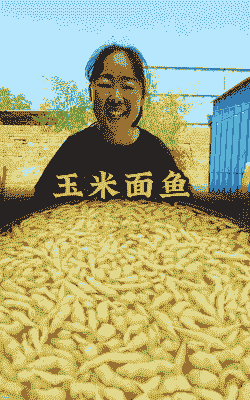 玉米面怎么养殖鲫鱼好吃